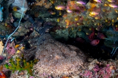 Wobbegong Shark