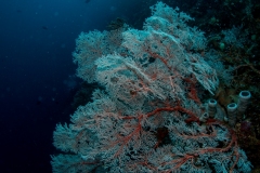 Sea fan and diver