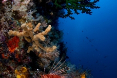 Lionfish