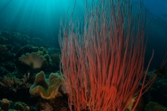 Red Sea Whip