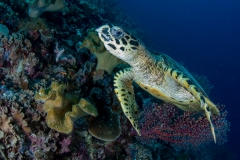 Hawksbill Turtle