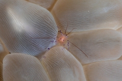Bubble Coral Shrimp