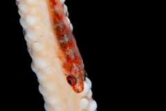 Sea Whip Gobie