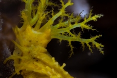 robust sea cucumber(Colochirus robustus}