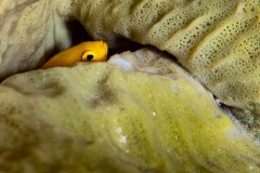 Damsel Fish in sponge