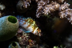 Dwarf hawkfish