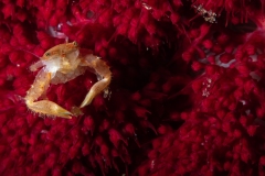Crab with eggs