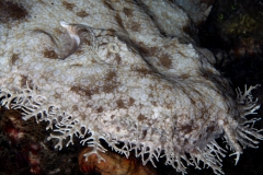 Wobbegong Shark