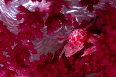 Soft Coral Porcelain Crab (Lissoporcellana nakasonei