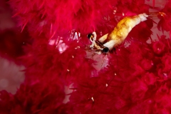 Shrimp on soft coral