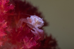 Soft Coral Porcelain Crab (Lissoporcellana nakasonei