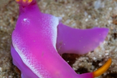 Nudibranch(Hypselodoris apolegma)