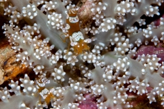 Soft Coral Shrimp