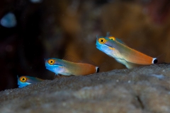 Yellow Eyed Gobi