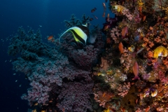 Reef Moorish Idol