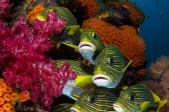 Sweetlips