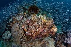 Coral Bommie with gobies