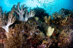 Reef and galss fish