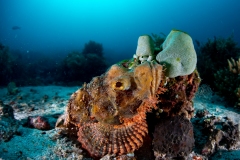 Stone Fish