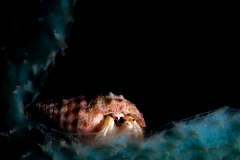 Hermit Crab