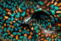 Giant Clam