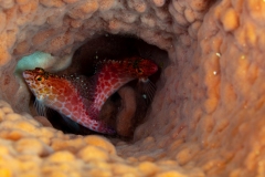 Hawkfish in sponge