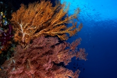 Sea Fan