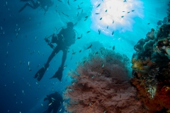 Sea fan and divers
