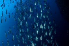 Schooling Jacks