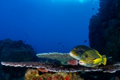 Sweetlips  - Yellow lined and diagnal lined