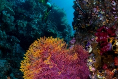 Diver and sea fan