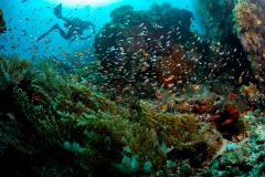 Glass fish and diver