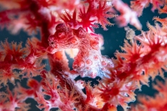 Pygmy seahorse