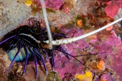 Blue Lobster