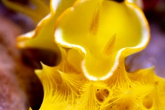 Nudibranch (Diversidoris crocea)