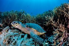 Hawksbill Turtle