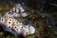 Nudibranch (Hypselodoris tryoni)
