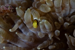 Baby Clownfish