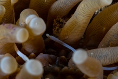 Mushroom Coral Pipefish