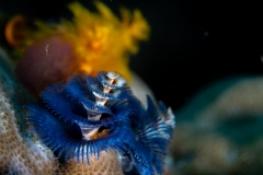 Christmas tree worm