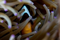 Clown fish