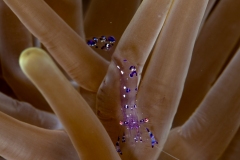 Pederson Cleaner Shrimp