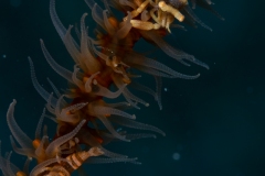 Whip Coral Shrimp
