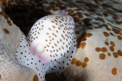 White Cowrie Shell