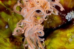 Nudibranch (Phyllodesmium)