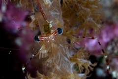 Shrimp