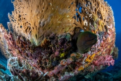 Green Moray