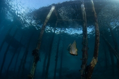 Batfish at pier