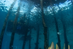batfish at pier
