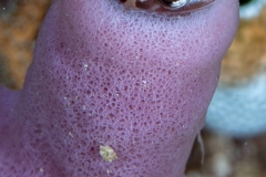 Blenny in sponge